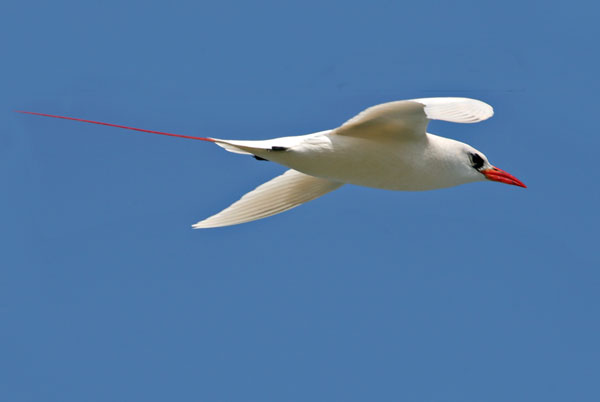 Red Tailed Tropicbird - Phaethontidae Phaethon rubricauda