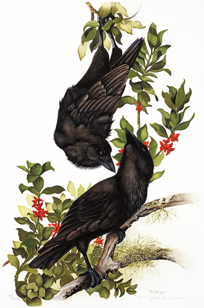 Alala - Hawaiian Crow - Corvidae Corvus hawaiiensis