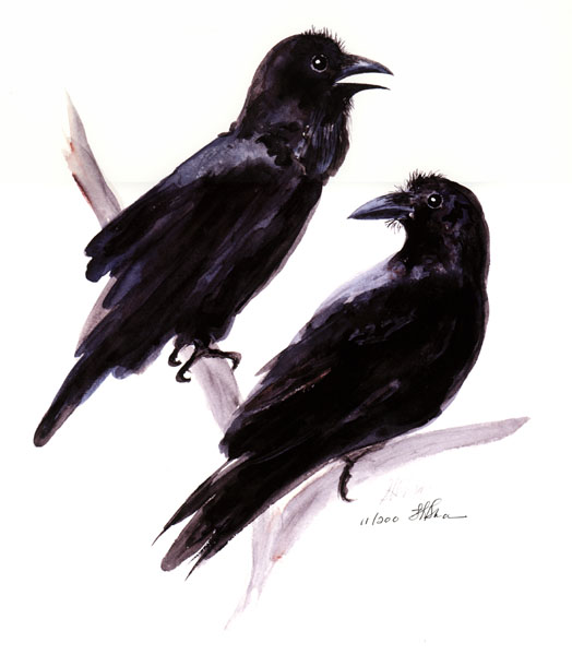 Common Raven - Corvidae Corvus corax