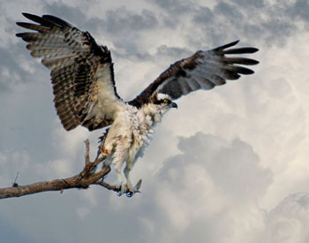 Osprey After Preening
