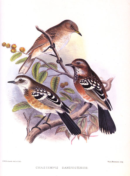Elepaio - Pachycephalidae Chasiempis sandvichensis