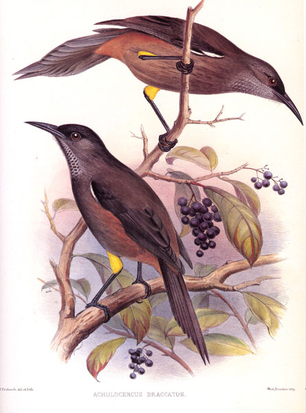 Kauai O'o - Mohoidae Moho braccatus