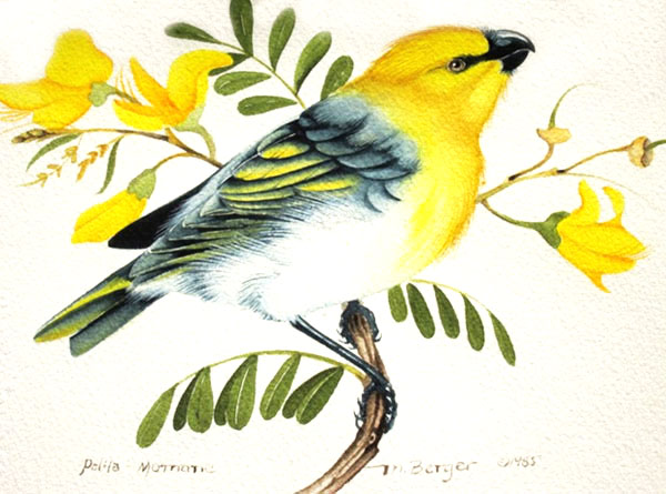 Palila - Fringillidae Laxioides bailleui