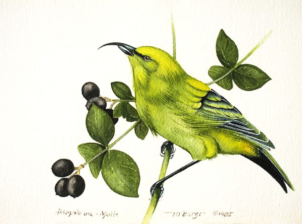 Akia pola'au -  Fringillidae Hemignathus munroi