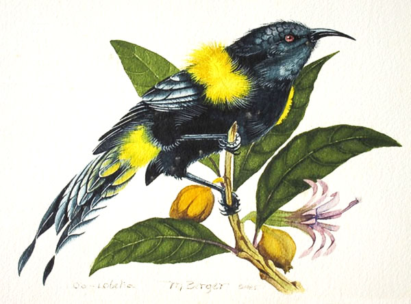 Hawaii O'o - Meliphagidae Moho nobilis