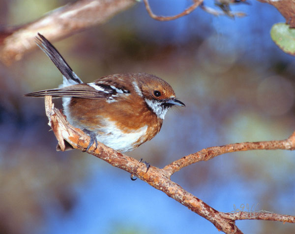Elepaio - Pachycephalidae Chasiempis sandvichensis