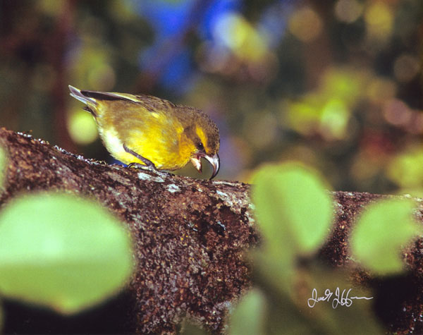 Kiwikiu - Fringillidae Pseudonestor xanthophrys