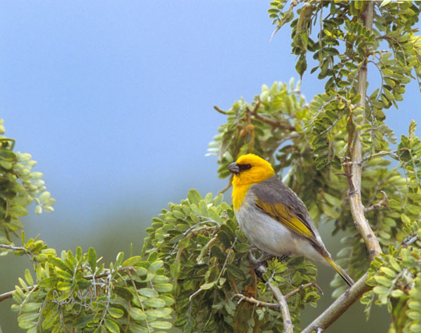 Palila - Fringillidae Lexoides bailleui