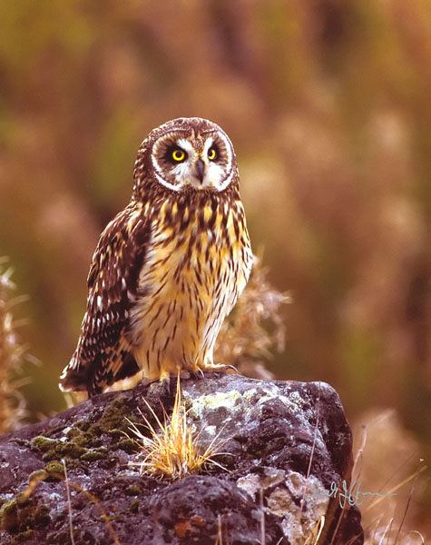 Pueo - Strigidae Asio flammeus