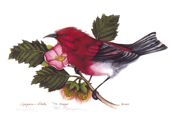 Apapane - Fringillidae Hematione sanguinea