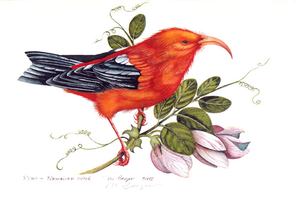I'iwi - Fringillidae Vestiaria coccinea