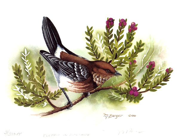 Elepaio - Pachycephalidae Chasiempis sandvichensis