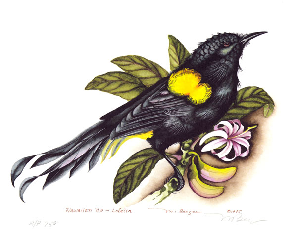 O'o - Meliphagidae Moho nobilis