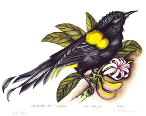 M Berger: O'o - Meliphagidae Moho nobilis