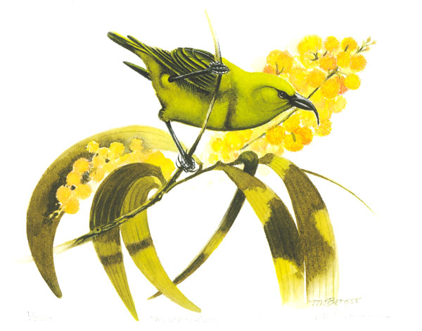 Akiapola'au - Fringillidae Hemignathus munroi