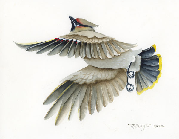 Bohemian Waxwing - Bombycillidae Bombycilla garrulus
