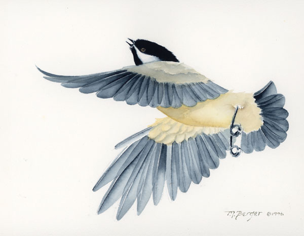 Black Capped Chickadee - Paridae Poecile atricapilla