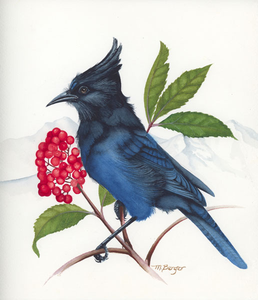 Steller's Jay - Corvidae Cyanocitta stelleri