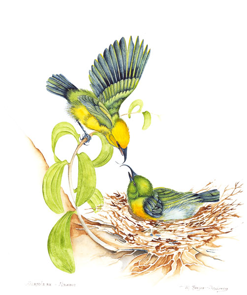 Akiapola'au - Fringillidae Hemignathus munro