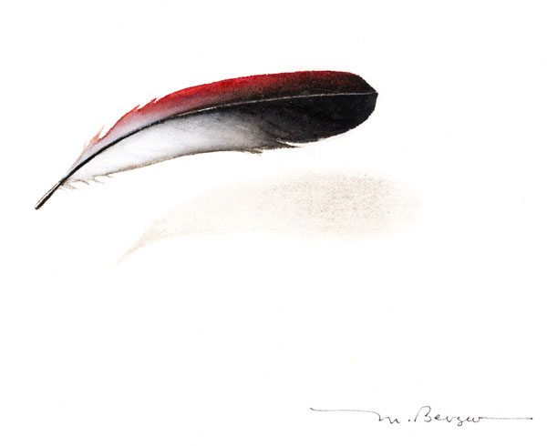 Apapane (feather) - Fringillidae Hematione sanguinea