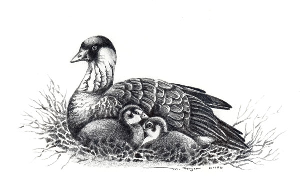 Nene - Anatidae Branta sandvicensis