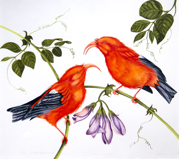 'I'iwi - Fringillidae Vestiaria coccinea