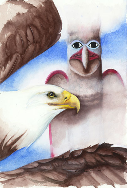 Bald Eagle - Accipitridae Haliaeetus leucccephalus