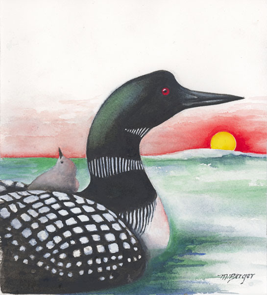 Common Loon - Gaviidae Gavia immer