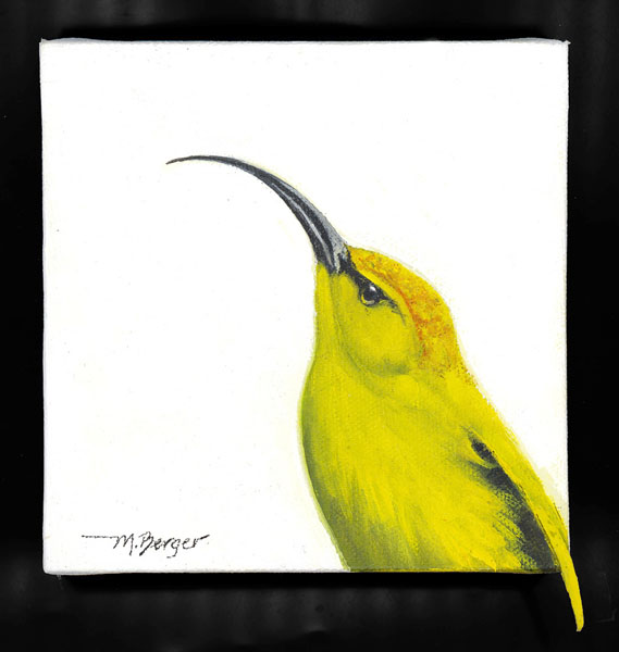 Akialoa - Fringillidae Hemignathus obscurus