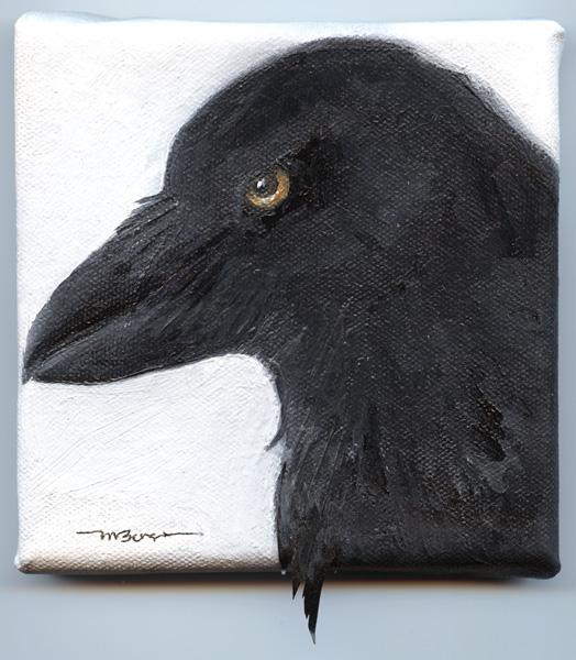 Alala - Corvidae Corvus hawaiiensis