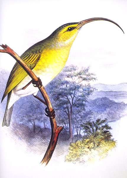 Greater Akialoa - Fringillidae Hemignathus obscurus