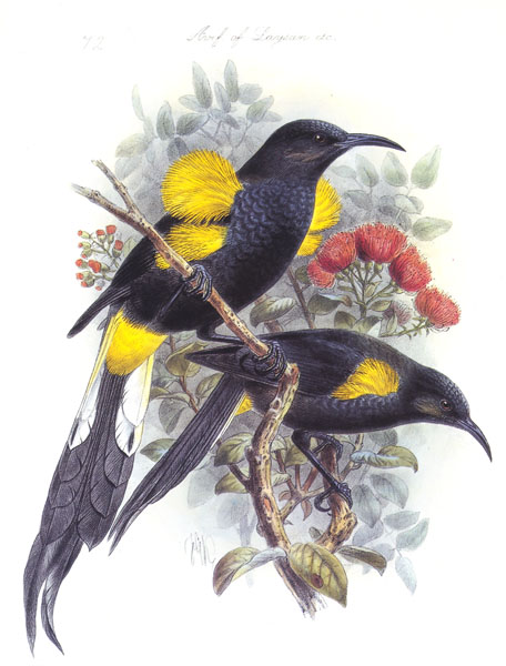O'o - Meliphagidae Moho nobilis