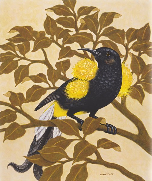 O'o - Meliphagidae Moho nobilis